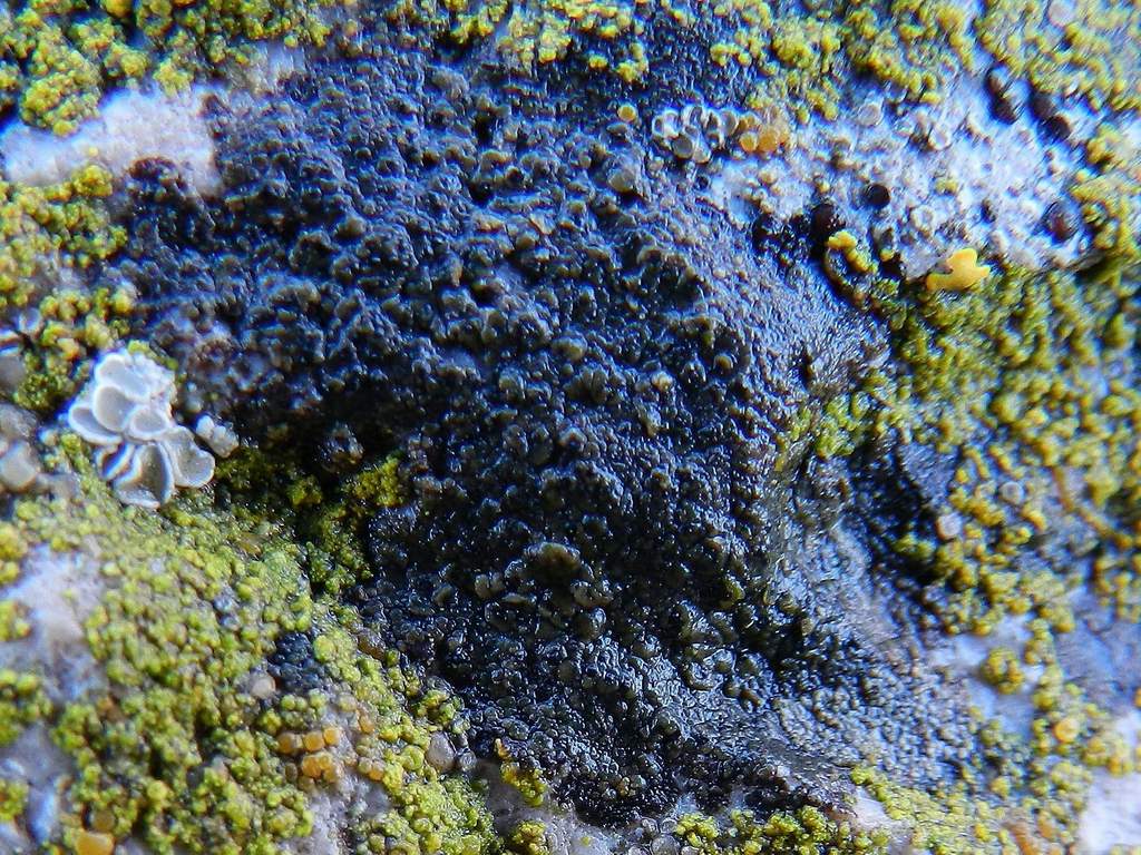 Lichene nero